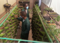 Are vertical gardens the future of farming in Africa?