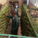 Are vertical gardens the future of farming in Africa?